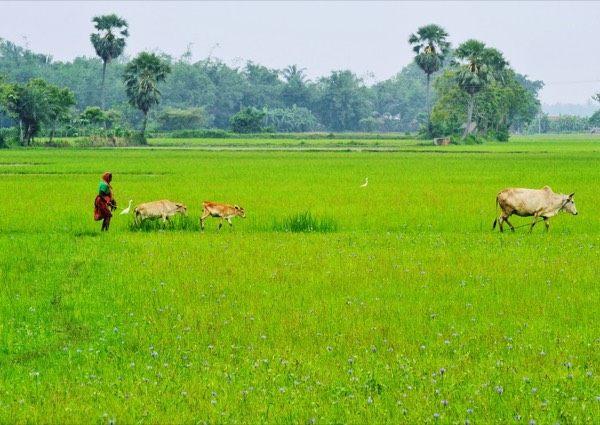 Sundarbans hull or tea country: who shares the boat after Dhaka? travel photo