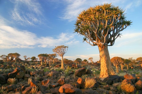 Sossusvlei or Etosha: who is sitting in the other seat? travel photo